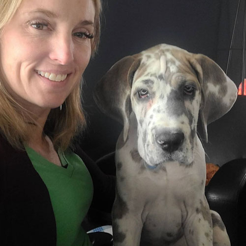 Great Dane Puppy lover